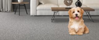 Puppy sitting on gray pet friendly carpet
