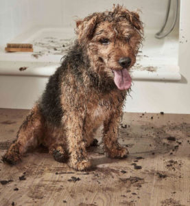 Dirty dog on a dirty floor